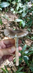 Amanita coacta