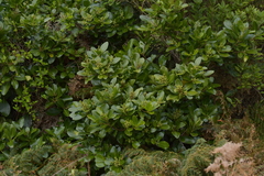 Pseudopanax chathamicus