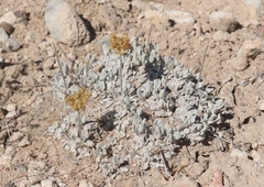 Eriogonum shockleyi
