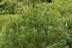 Pseudopanax chathamicus