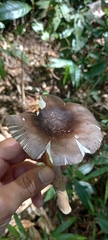 Amanita coacta