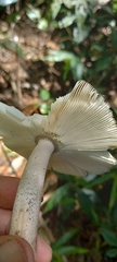 Amanita coacta