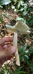 Amanita coacta