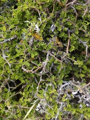Sophora prostrata