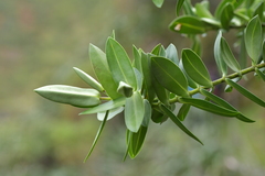 Veronica dieffenbachii