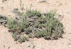 Artemisia pygmaea