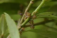 Melicytus chathamicus