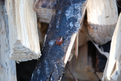 Calligrapha spiraeae
