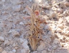 Aphyllon corymbosum