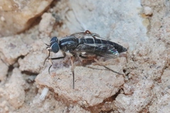 Pherocera