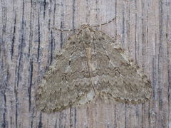 Epirrita dilutata