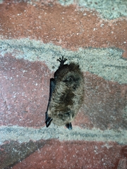Myotis
