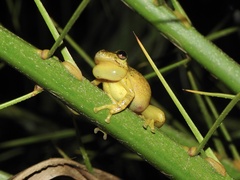 Scinax