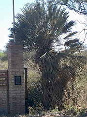 Trithrinax campestris