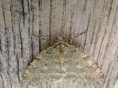 Epirrita dilutata