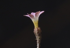 Gilia clokeyi