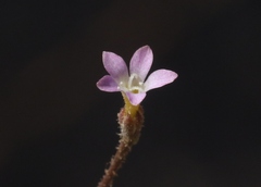 Gilia clokeyi