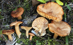 Lactarius alpinus mitis