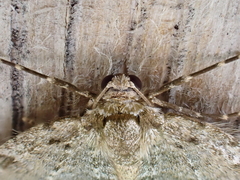 Epirrita dilutata