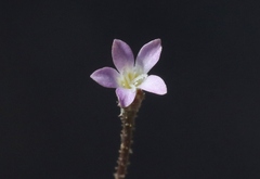 Gilia clokeyi