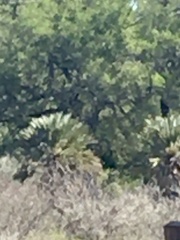 Trithrinax campestris