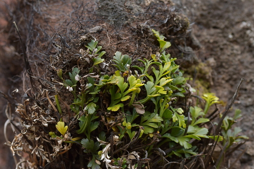 Asplenium chathamense (Asplenium chathamense)