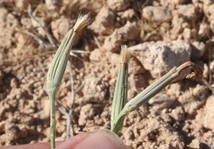 Lygodesmia grandiflora