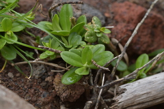Veronica chathamica