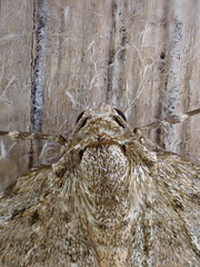Epirrita dilutata
