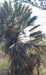 Trithrinax campestris