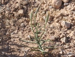 Lygodesmia grandiflora