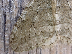 Epirrita dilutata