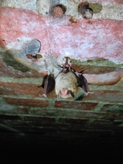 Myotis