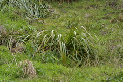 Carex trifida