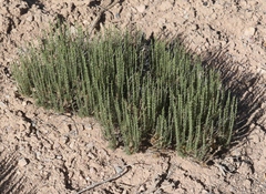 Artemisia pygmaea