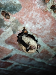Myotis
