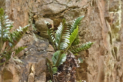 Asplenium obtusatum