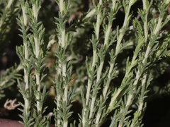 Artemisia pygmaea