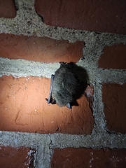 Myotis