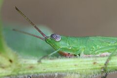 Stenacris vitreipennis
