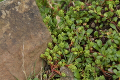 Crassula moschata