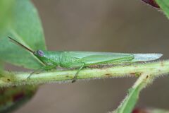 Stenacris vitreipennis