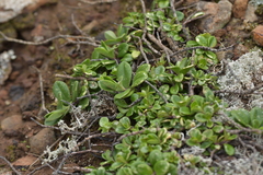 Veronica chathamica