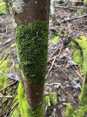 Coenogonium implexum