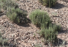 Artemisia pygmaea