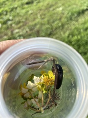 Ommatoiulus moreleti