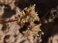 Ipomopsis polycladon