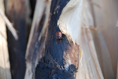Calligrapha spiraeae