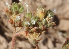 Ipomopsis polycladon