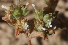 Ipomopsis polycladon